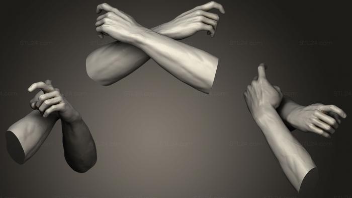 Анатомия скелеты и черепа (Мужские руки 2026, ANTM_0844) 3D модель для ЧПУ станка